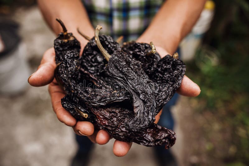 Chiles ansjovis, mexikantorkad chilipeppar, Sorteringar av chilipeppar i bonden Hands i Mexiko royaltyfri foto