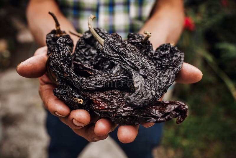 Chiles ansjovis, mexikantorkad chilipeppar, Sorteringar av chilipeppar i bonden Hands i Mexiko arkivbild