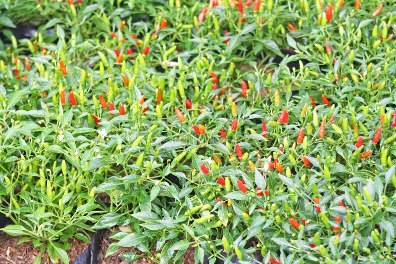 Chiles del ojo del pájaro, pimienta tailandesa fotografía de archivo Chiles del ojo del pájaro, pimienta tailandesa fotografía de archivo