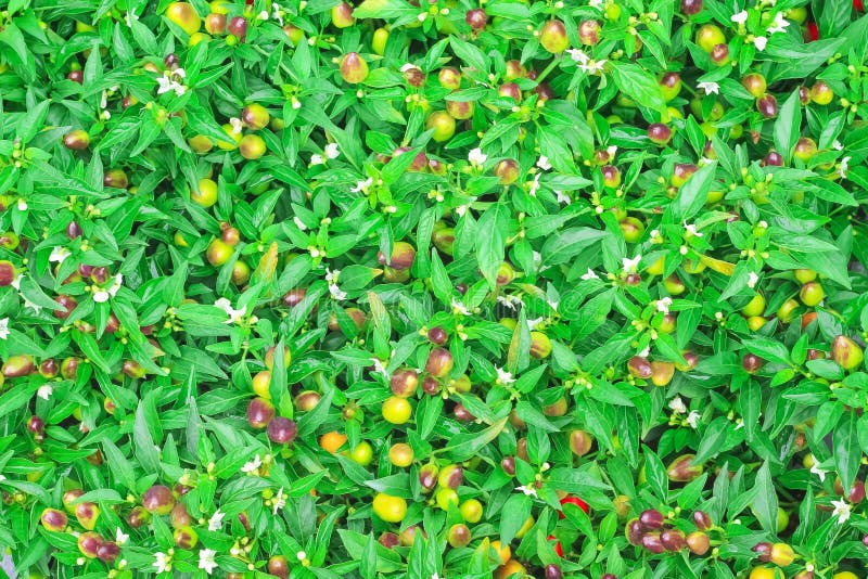 Chiles ornamentales coloridos del color de la visión superior cinco que florecen en granja vegetal orgánica fotografía de archivo libre de regalías Chiles ornamentales coloridos del color de la visión superior cinco que florecen en granja vegetal orgánica fotografía de archivo libre de regalías