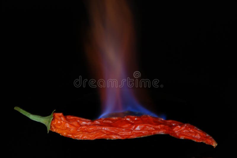 Chili 1 gorący pieprz czerwony zdjęcia royalty free