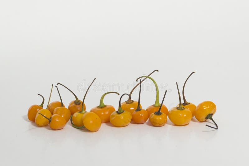 Charapita chilli, cherry chili - small really hot chilli stock images Charapita chilli, cherry chili - small really hot chilli stock images