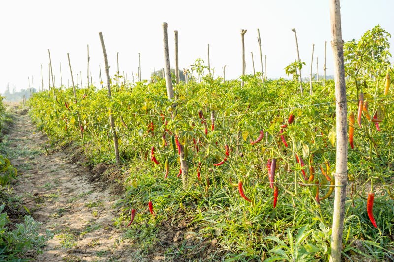 Chili farm stock image. Image of gardening, grow, field 37276889