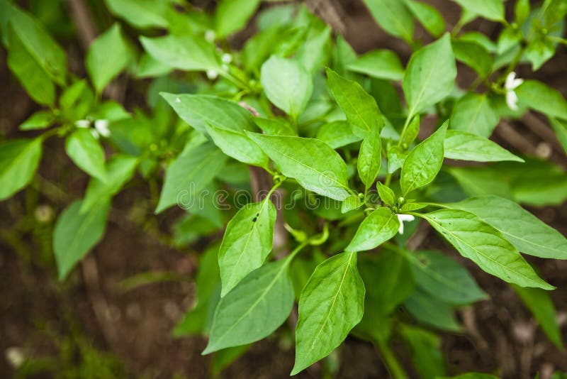 Chili Flower and Green Leaves Stock Photo Image of tasty, nature 24751310