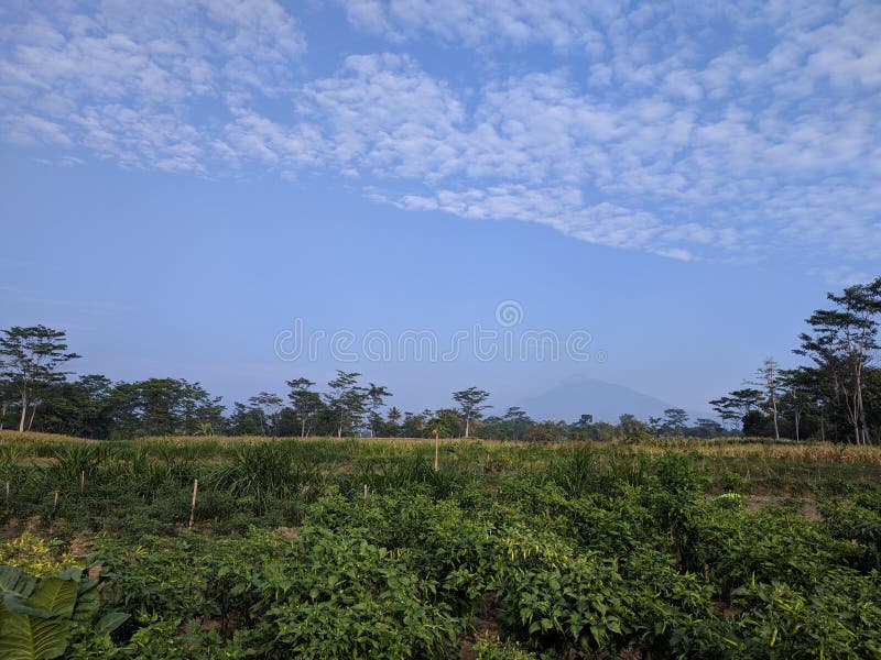 Chili Garden and Merapi Mountain View Stock Image Image of ground
