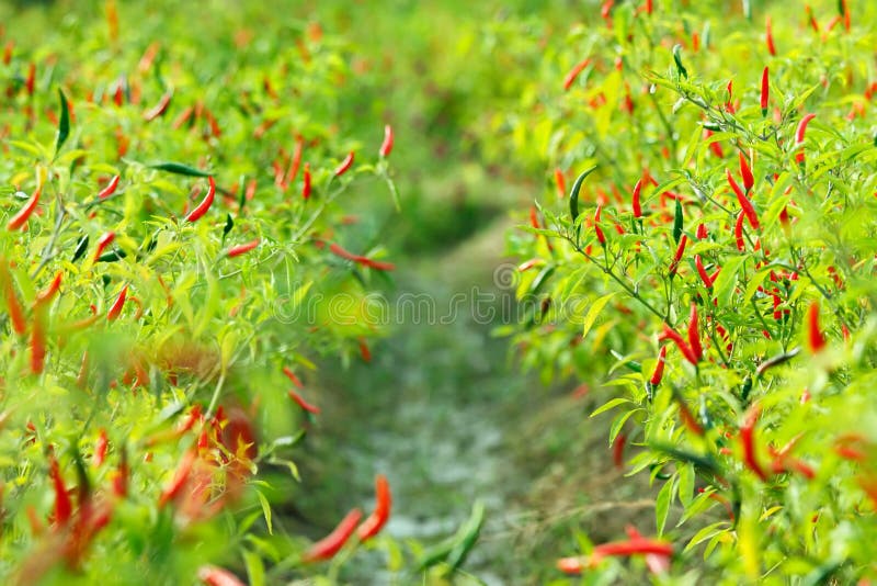 Chili garden stock photo. Image of food, plant, leaf 68058650