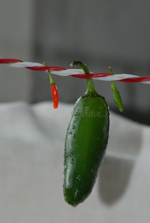 Chili Pepper, Bell Peppers And Chili Peppers, Plant, Serrano Pepper