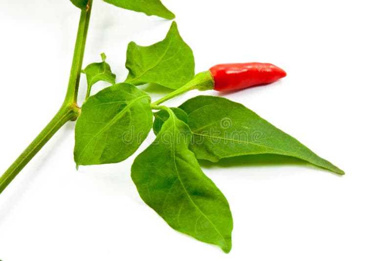 Chili pepper with leaf stock photo. Image of piquant 21170548