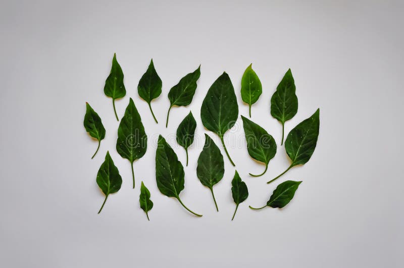 Chili Pepper Leaves on White Background Stock Photo Image of