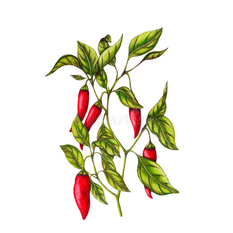 Featured image of post How To Draw Chili An easiest method for kids and beginners to learn to draw the chilli