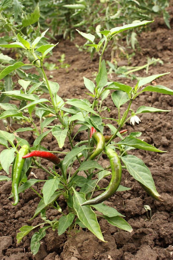 Chili pepper plant stock image. Image of green, garden 12538833