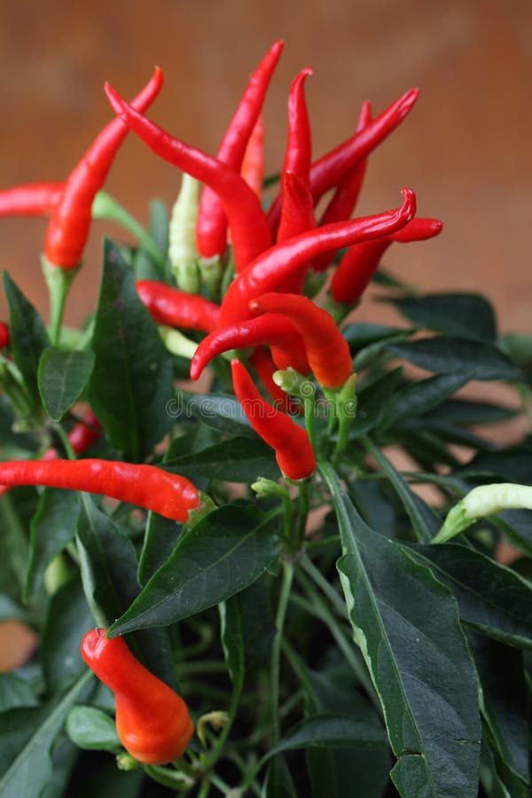 Chili pepper plant