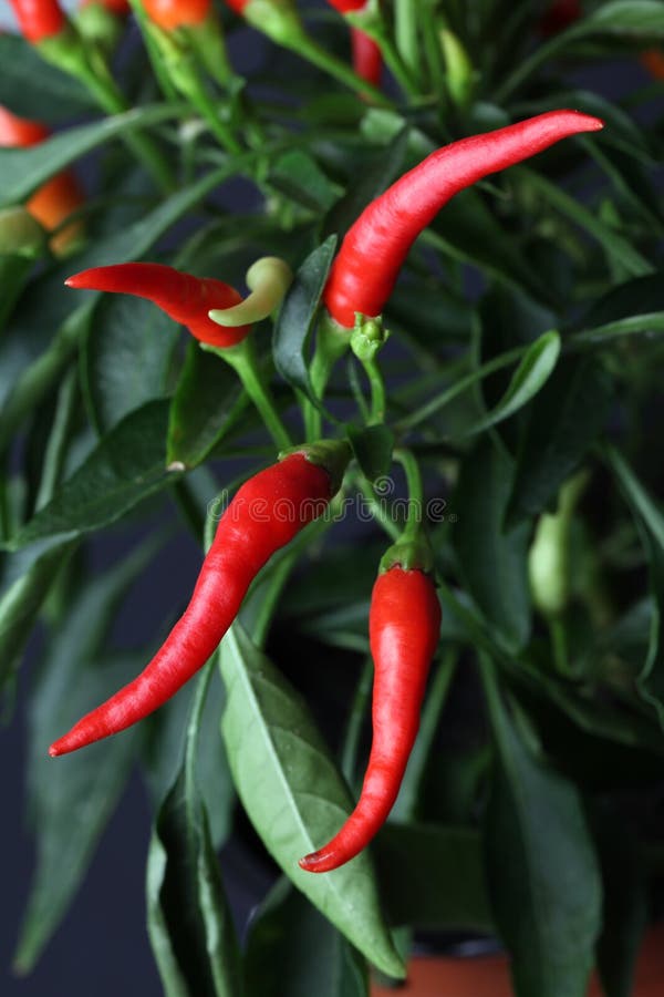 Chili pepper plant