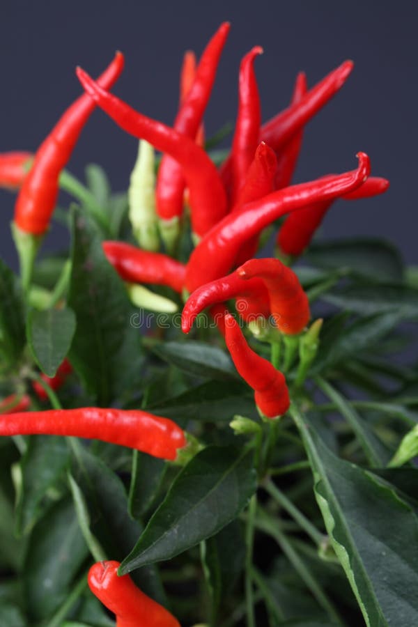 Chili pepper plant