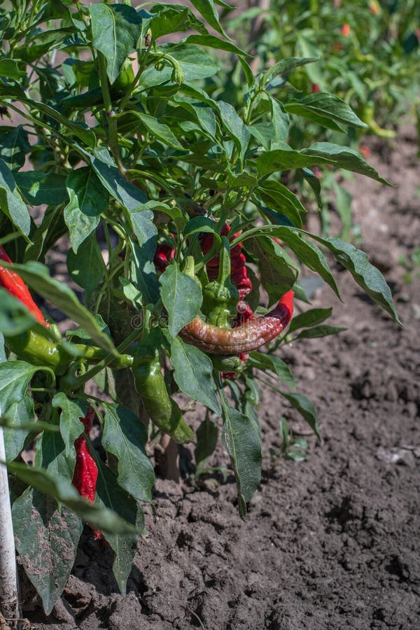 Chili Pepper Plant in the Garden Stock Photo Image of plant