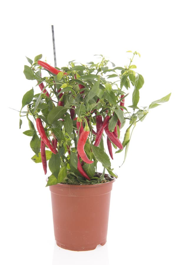 Chili pepper plant