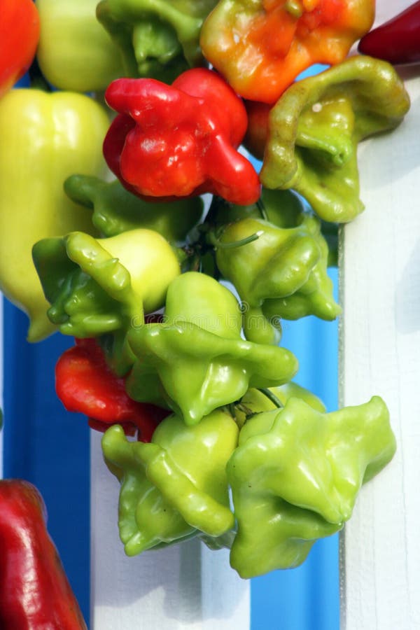 Chili Peppers Jalapeno Fruits Drying Stock Photo Image of peppers