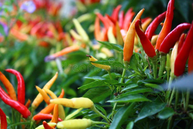 Chili Peppers in the Garden Stock Image Image of vegetable, grass