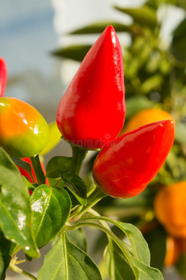 Chili peppers in garden stock photo. Image of plant 146226572