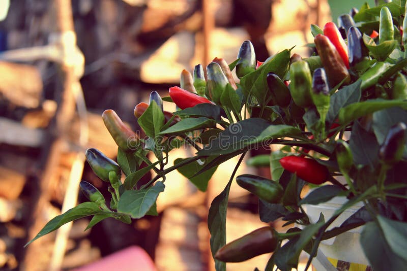 Growing chili pepper stock image. Image of ingredients 128123339