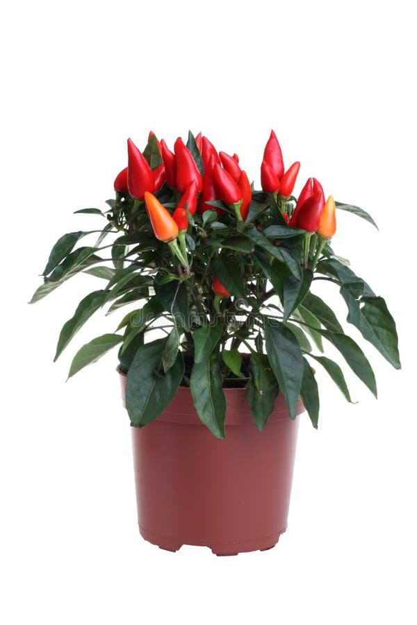 Chili plant