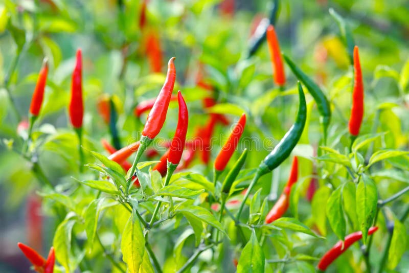 Chili garden stock photo. Image of food, plant, leaf 68058650