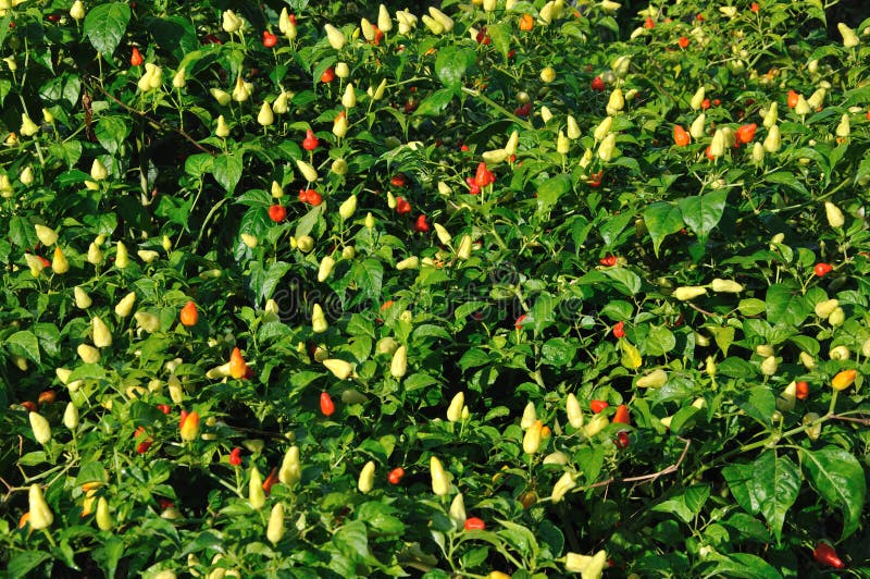 Chili plants stock photo. Image of cooking, cook, macro 21552750