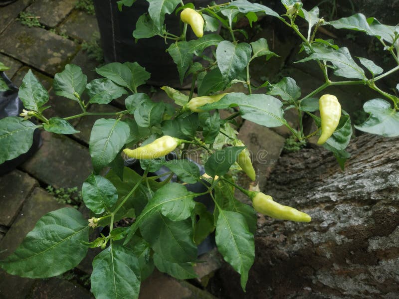 Chili Plants Grow in Front of the House Stock Image Image of grow