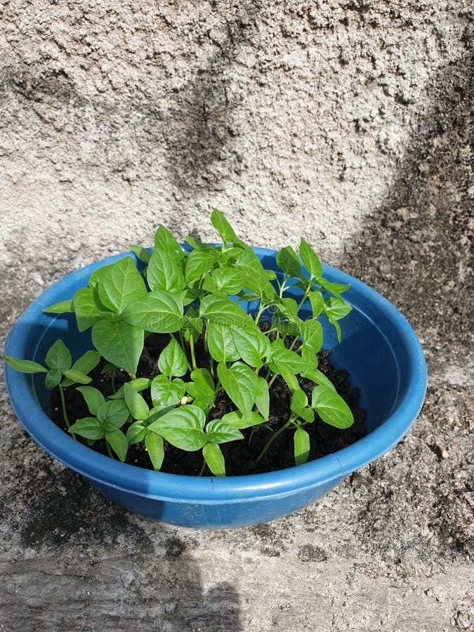 Chili plants in pots stock photo. Image of produce, blue 268169586