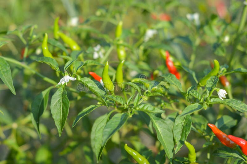 Chili tree stock image. Image of nature, growth, natural 61886267