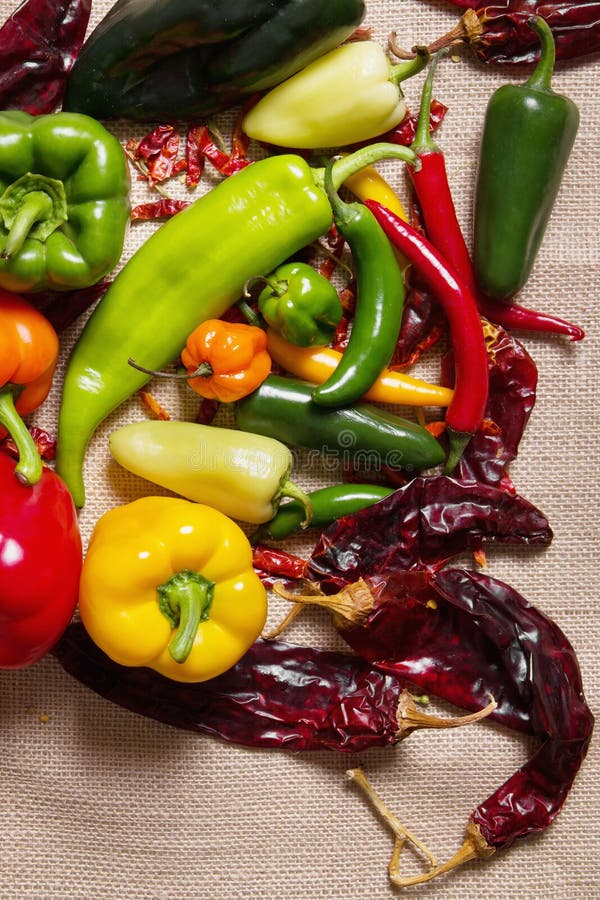 Chililivstidspeppar fortfarande royaltyfri bild