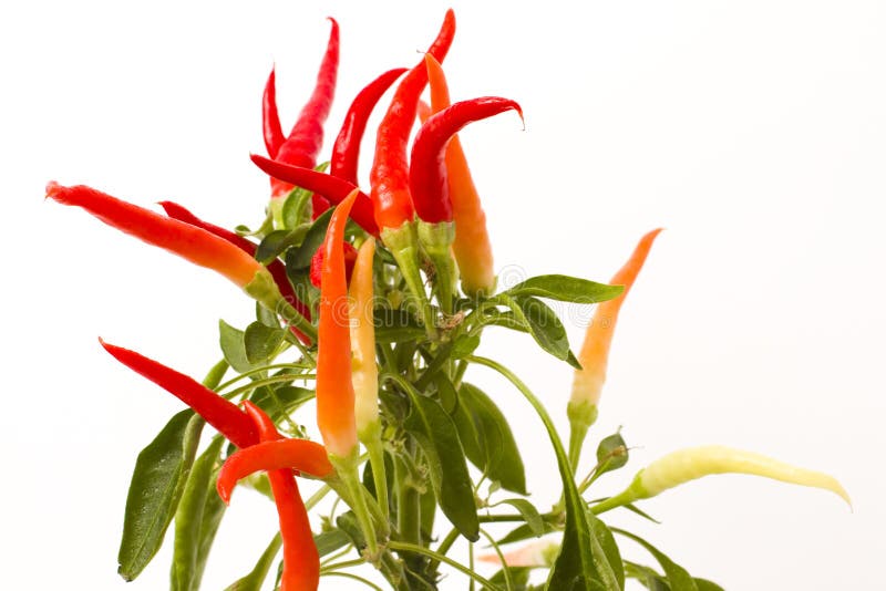 Chilipaprikaväxt royaltyfria foton