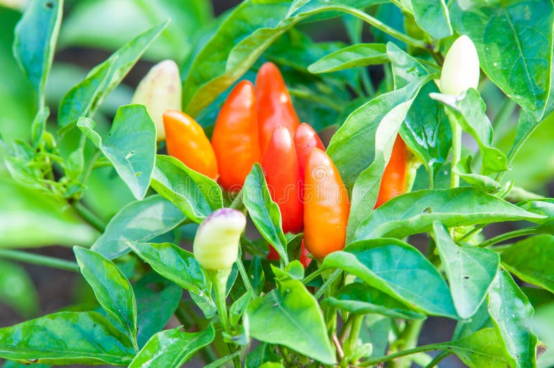 Download Chilipeppar Som Växer I Trädgården Arkivfoto - Bild av nytt, värme: 37348638