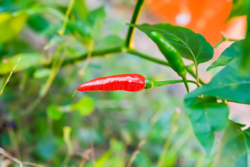 Chilli stock photo. Image of chillies, mexican, bell 68407224