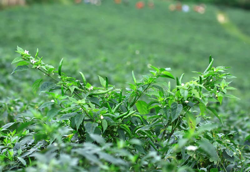 Chilli Garden stock image. Image of padi, cook, chili 23593267