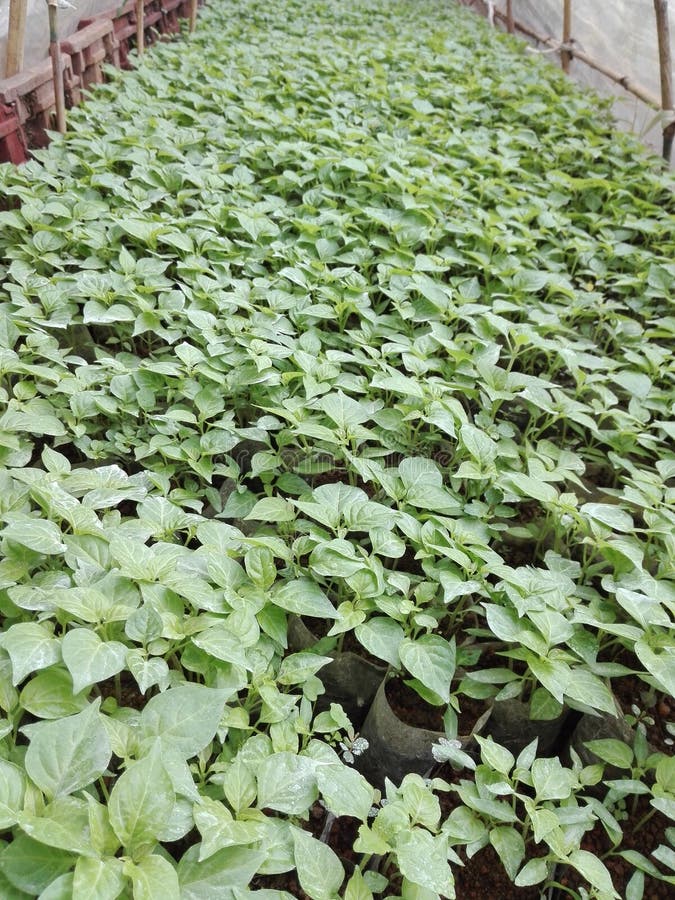 This is a Chilli Nursery we Eat Stock Image Image of flowergood