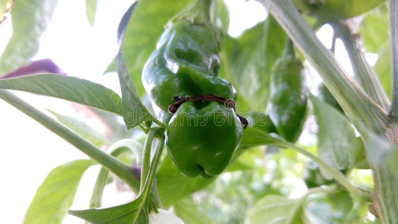 Red Peter Penis Pepper Chilli stock photos Red Peter Penis Pepper Chilli stock photos
