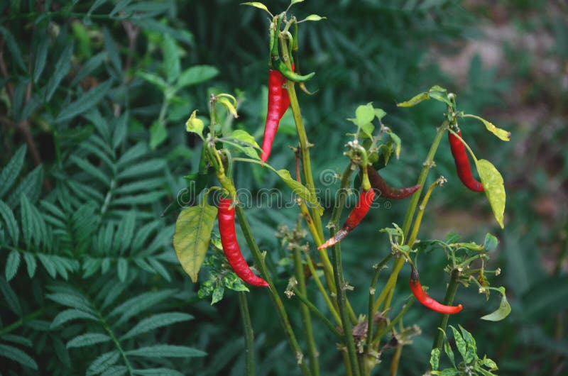 Chilli peppers stock photo Chilli peppers stock photo