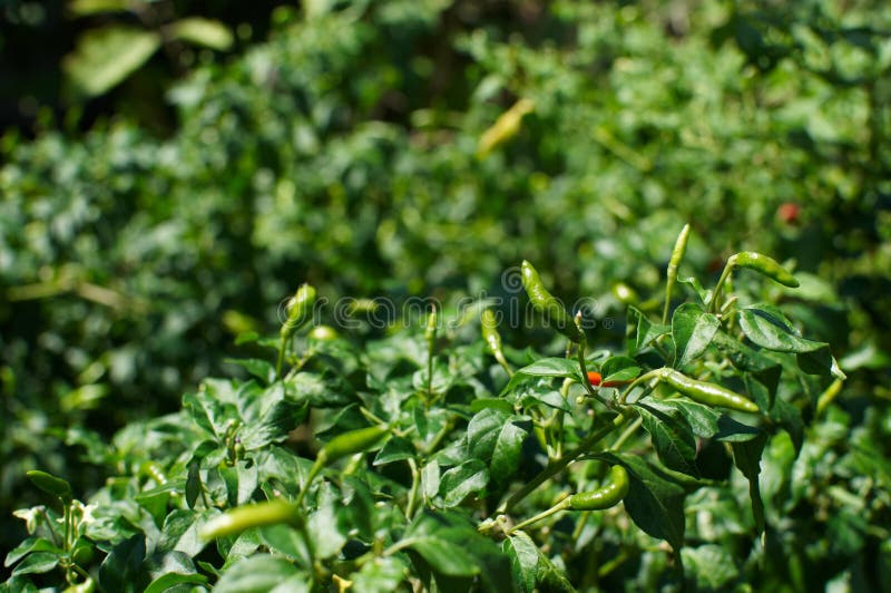 Chilli Plant stock photo. Image of fresh, nature, garden - 693784