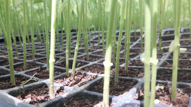 Photo of chilli plant nursery in india gujrat vilej rural aria. Photo of chilli plant nursery in india gujrat vilej rural aria