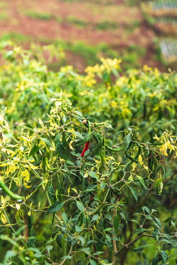 Chilli Plantation in Spice Garden in Munnar, Kerala, India Stock Photo