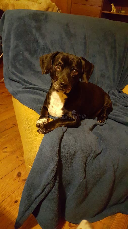 A chilling dog editorial photo. Image of nice, looks 69336871