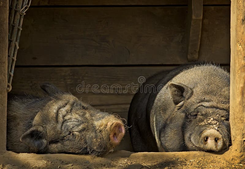 Chilling pigs stock photo. Image of wooden, hairs, agriculture 55459044