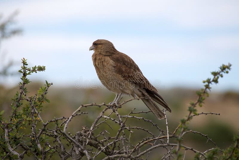 Chimango caracara Phalcoboenus chimango stock image Chimango caracara Phalcoboenus chimango stock image