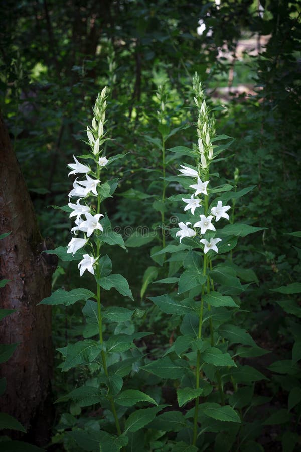 Flowers White Chimney Bellflower Stock Photos Free & RoyaltyFree