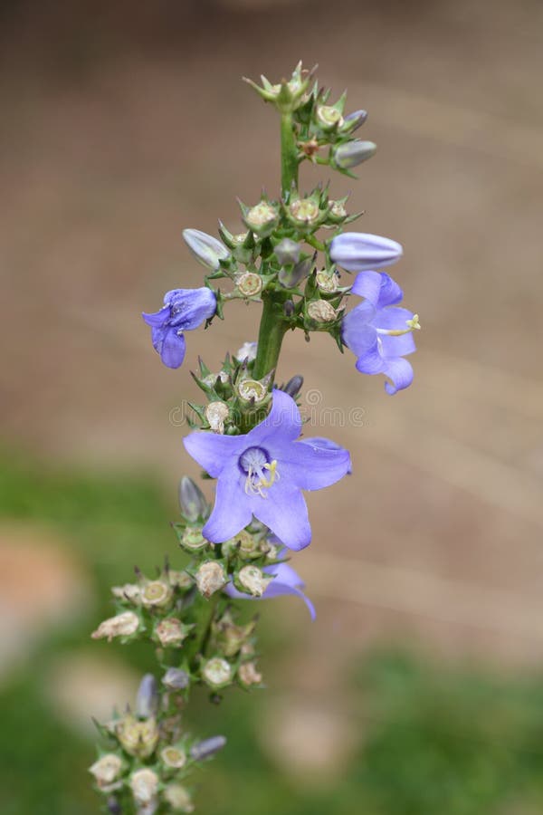Chimney bellflower stock photo. Image of garden, plant 137119060