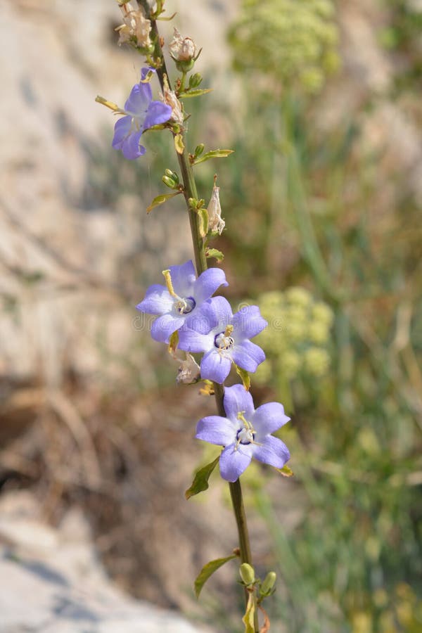 Chimney bellflower stock photo. Image of garden, plant 137119060