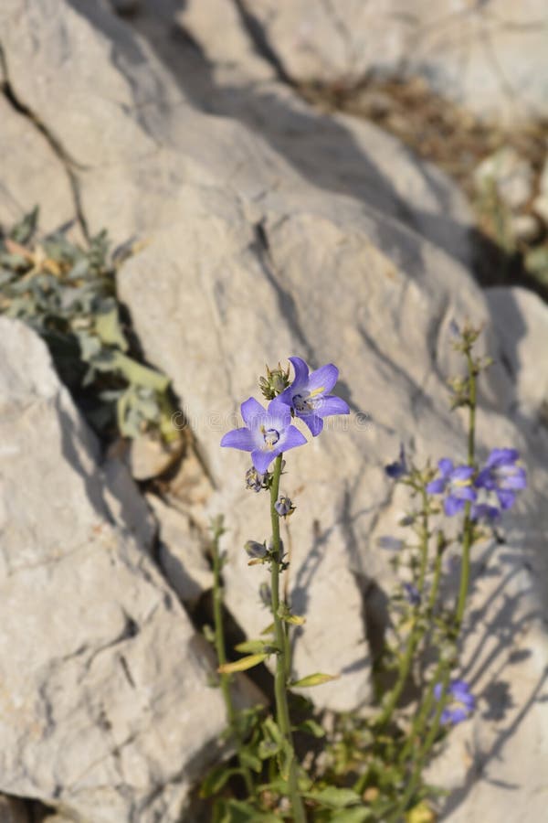 Chimney bellflower stock photo. Image of leaf, stone 235547382