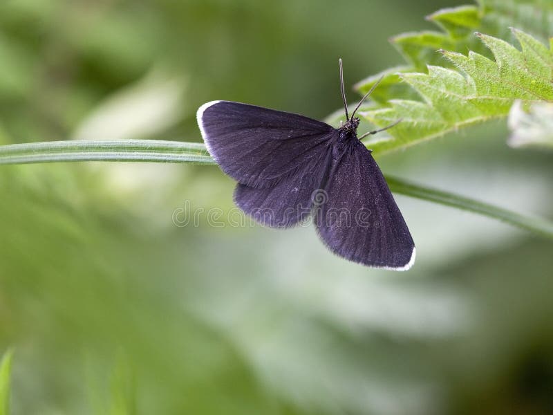 chimney sweeper moth royalty free stock image chimney sweeper moth royalty free stock image