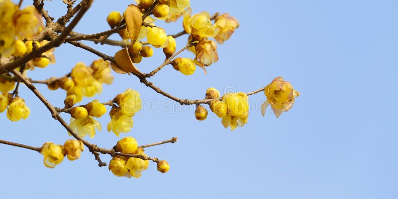 Chimonanthus praecox, Flores estão orgulhosos da neve imagem de stock royalty free Chimonanthus praecox, Flores estão orgulhosos da neve imagem de stock royalty free